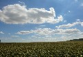 Vougeot
